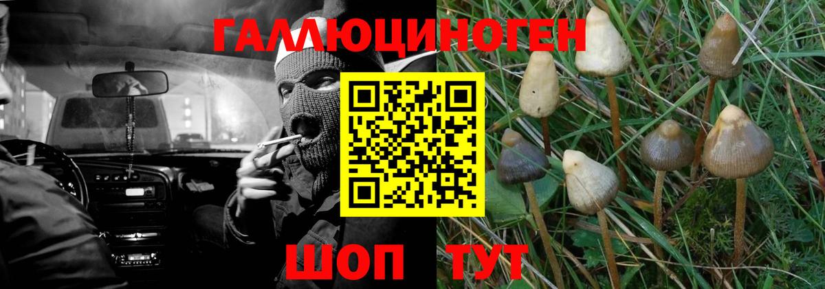 Псилоцибиновые грибы GOLDEN TEACHER  Вход с VPN  Волхов  Псилоцибиновые грибы мухоморы 